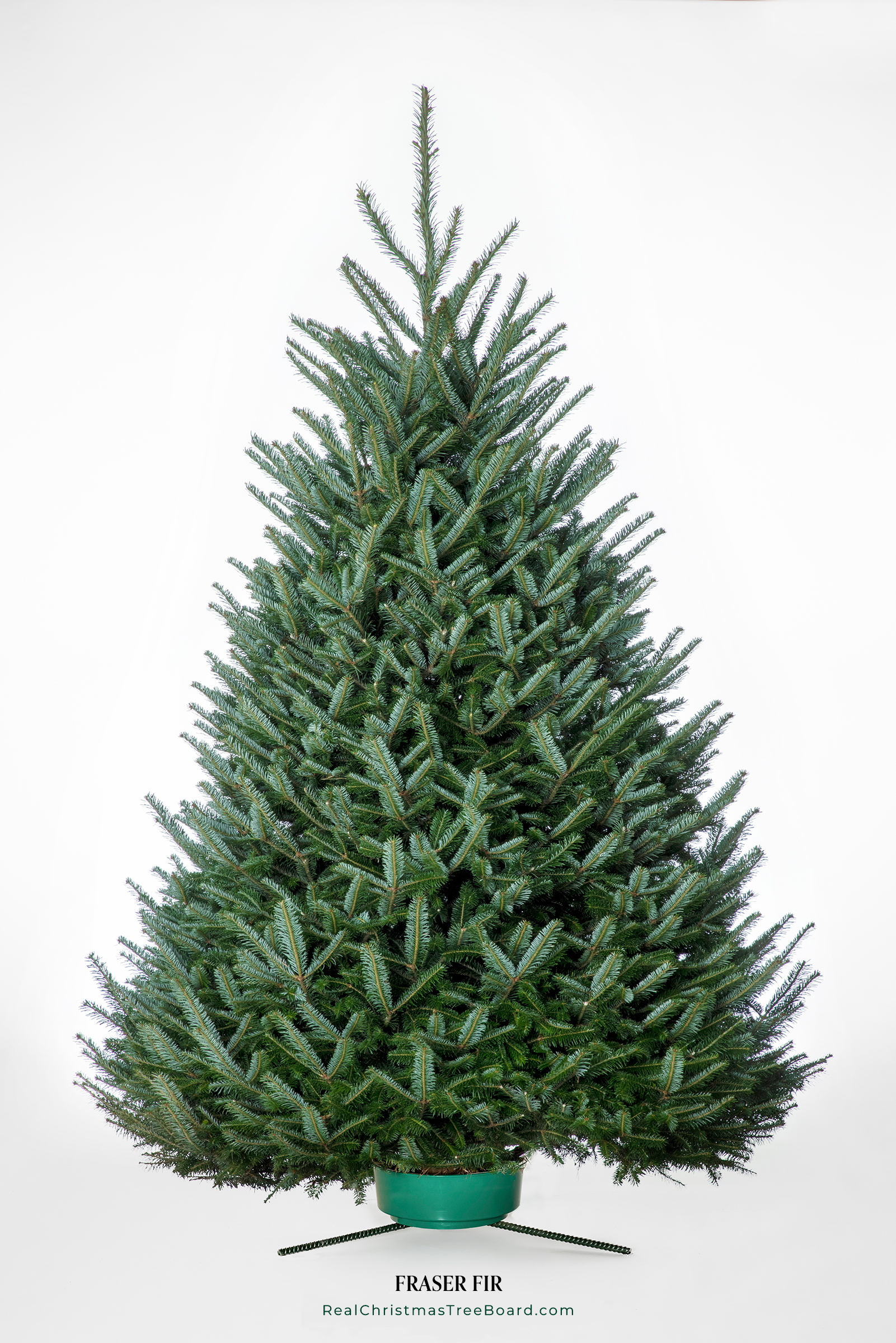 Fraser Fir