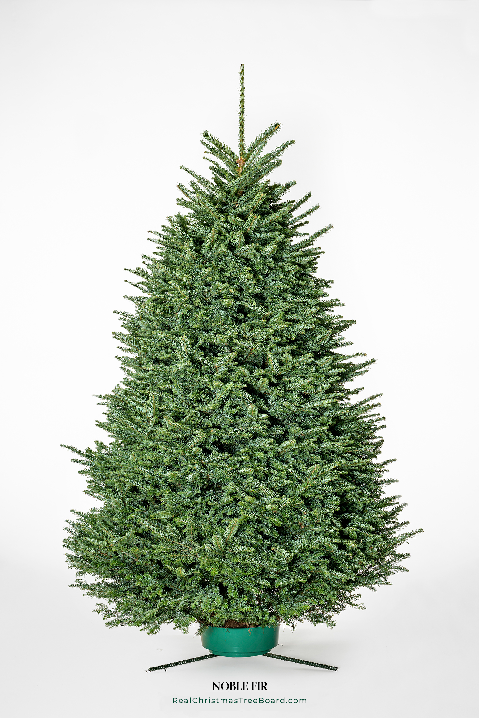 Noble Fir